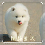 济南 出售萨摩耶狗 萨摩耶犬 萨摩耶宝宝 宠物狗纯种萨摩耶