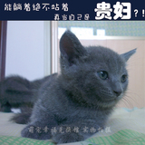 广州可上门挑选 英短蓝猫妹妹 俄罗斯蓝猫 纯种猫 蓝猫宠物猫