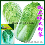 胶州 大 白菜种子 有机白菜籽种子 新货优惠 全国适宜 10g