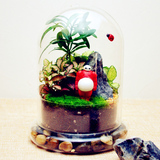 苔藓微景观龙猫玻璃盆栽创意微观盆景大白迷你植物桌面小盆栽包邮