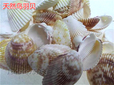 超值！鸟羽海贝壳 每片0.25元 创意布景海螺/贝壳/珊瑚工艺品批发