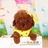 【一生の宠屋】红泰迪狗活体 泰迪犬出售 家养宠物狗玩具泰迪幼犬