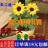 【买二送一】室内盆栽【矮向日葵】种子套装 花籽 含盆肥料 包邮