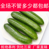 日本小黄瓜种子 家庭阳台可盆栽 蔬菜种子肉质脆嫩 清香-青瓜种子