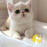 （新家杭州）小加菲DD  乳色加白赛级加菲猫  宠物幼猫活体出售