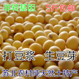 苏北农村有机土黄豆非转基因新黄豆豆芽机专用发芽豆磨豆浆黄豆