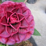 【红叶贝拉】纯色花色黑紫贝拉金华美女贝拉大玫瑰盆栽原生茶花苗