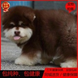 出售巨型纯种幼犬赛级阿拉斯加雪橇犬宠物狗活体阿拉斯加幼犬w01