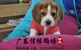 比格犬 纯种幼犬 米格鲁 宠物狗出售保证品质包健康 122