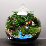 苔藓微景观生态瓶玻璃瓶 室内创意植物桌面盆栽龙猫摆件diy材料大