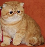 【泰格名猫舍】赛级猫 CFA注册猫 纯种 纯色 异国短毛猫 加菲猫
