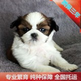 种公对外配种出售京巴狗北京犬纯种西施犬三色两色宠物狗长毛幼犬