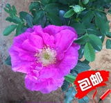 盆花云南玫瑰月季花玫瑰花苗食用玫瑰紫枝玫瑰盆栽