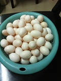 纯白 黑色 多彩色 鸽子种蛋 鸽子蛋 受精蛋 鸽子受精蛋