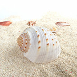 天然海螺贝壳 大 花点水波螺  室内家具摆件 工艺品 包邮