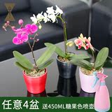 蝴蝶兰花卉盆栽观花植物室内小绿植带盆办公室 去除吸甲醛 防辐射