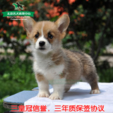 英系血统纯种柯基犬幼犬出售 高品质赛级宠物狗包邮北京可刷卡