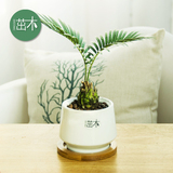 小苏铁迷你盆景树桩绿植盆栽室内办公桌面花卉绿色植物含陶瓷盆