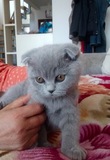 宠物小猫咪纯种英国短毛猫英短蓝猫立耳折耳活体幼猫幼崽宠物猫8