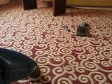 地毯黑色满铺家用 酒店宾馆酒店商务办公室客厅工程商用地毯
