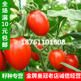 蔬菜种子 珍珠小番茄籽 红圣女果种子 阳台盆栽瓜果 樱桃西红柿籽