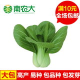 上海青蔬菜种子四季播小青菜阳台盆栽种植家庭食用庭院易种蔬菜籽