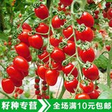 蔬菜种子 樱桃番茄种子 红圣女果番茄种子 小西红柿种子 水果种子