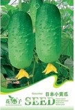 一年生蔬菜秋季春季国产黄瓜种子水果 高产园艺 菜种满18包邮批发