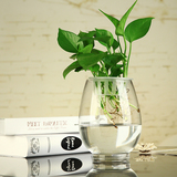 透明玻璃绿萝花瓶 恐龙蛋水培花瓶瓶子 富贵竹水养植物容器花盆