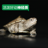 2015密西西比地图龟苗活体宠物龟西锦龟小乌龟水龟3cm包风险 现货