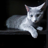 WCF血统 纯种俄罗斯蓝猫种母展示（非卖）