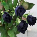 高档黑玫瑰苗盆栽黑玫瑰盆栽植物花卉玫瑰花苗 黑骑拉 当年开花