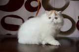 加菲猫宠物猫咪/异国短毛猫/家养纯种短毛/幼猫红白弟弟DD公猫