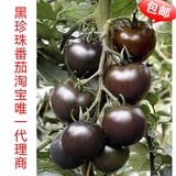 寿光蔬菜种子 央视上榜正品黑珍珠黑番茄种子 樱桃番茄圣女果种子