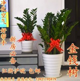 室内客厅中大型 绿植 花卉 盆栽 植物 金钱树盆景 防辐射 吸甲醛