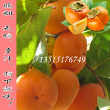 日本甜柿 阳丰树苗 脆甜柿子苗 嫁接苗当年结果 适合南方北方种植
