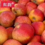 红韵 水果 云南昭通苹果水果 新鲜红富士冰糖心野生丑苹果8月发货