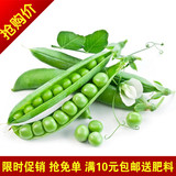 特价促销蔬菜种子 豆角种子 甜豌豆种子 阳台种植 约20克