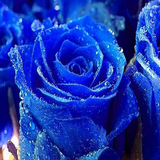 【蓝色妖姬】当年开花 盆栽月季花卉 玫瑰花苗 可四季盆栽种植