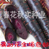 极品天紫紫黑色胡萝卜种子 紫瓤紫心紫人参 春秋季黑紫胡萝卜种子