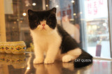 CAT QUEEN纯种加菲猫 CFA注册赛级血统 波斯猫 小警长 DD