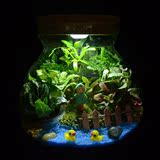 旺林创意迷你微观苔藓玻璃生态瓶灯光植物成品盆栽送男女生日礼品