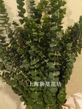 上海鲜花批发 尤加利叶 高档配叶配草 家庭插花可做天然干花