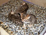 ★家庭式繁殖★顽皮可爱的小豹猫　孟加拉豹猫　纯种猫