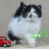 纯种猫咪异国短毛猫 宠物猫 加菲猫 可爱黑白正八包子脸（已到新