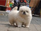 出售正宗京巴犬北京犬纯种京巴狗领养小型犬小型狗伴侣犬宠物狗