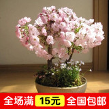 进口新采日本樱花种子/樱花树种子/阳台盆栽花卉 多品种选择