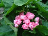 【晶晶小园】天竺葵直立天玫瑰花朵粉碗多季花庭院阳台盆栽