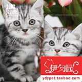 【伊甸园名猫】美国短毛猫银虎斑宠物猫咪纯种猫幼猫公猫
