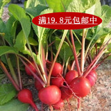 小水萝卜种子 蔬菜种子 萝卜种子 红丁 樱桃水萝卜阳 易种 约50粒